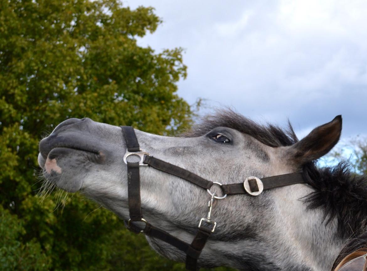 Anden særlig race LANCELOT *B-PONY* billede 11