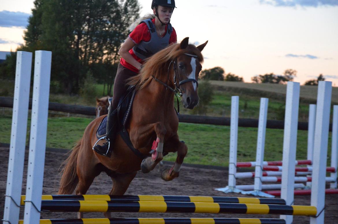 Anden særlig race Luca billede 8