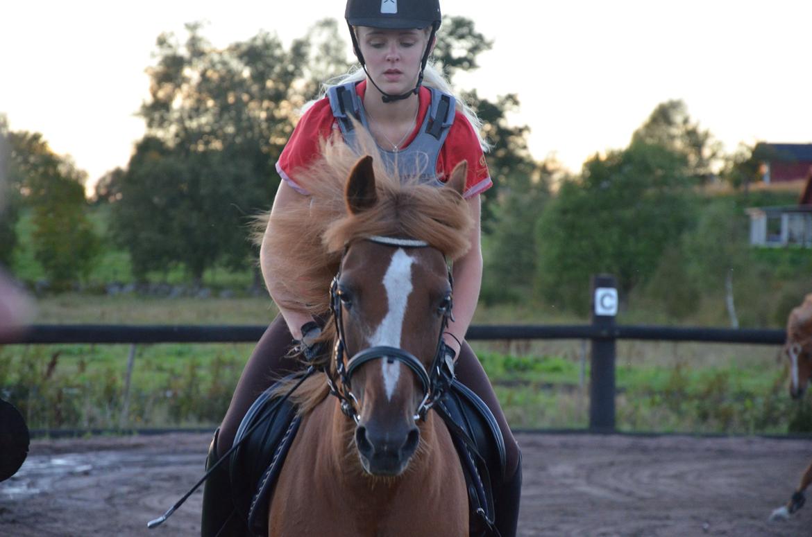 Anden særlig race Luca billede 9
