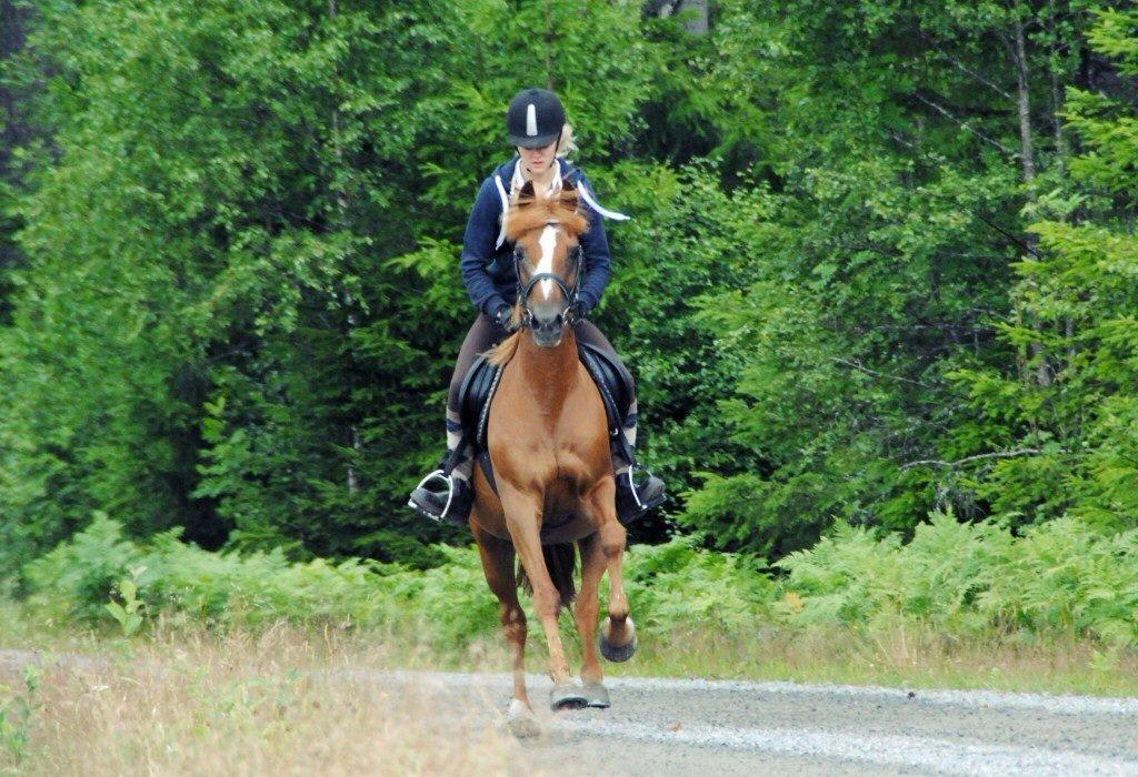 Anden særlig race Luca billede 13