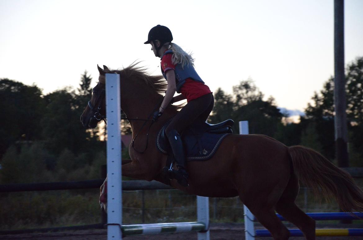 Anden særlig race Luca billede 14