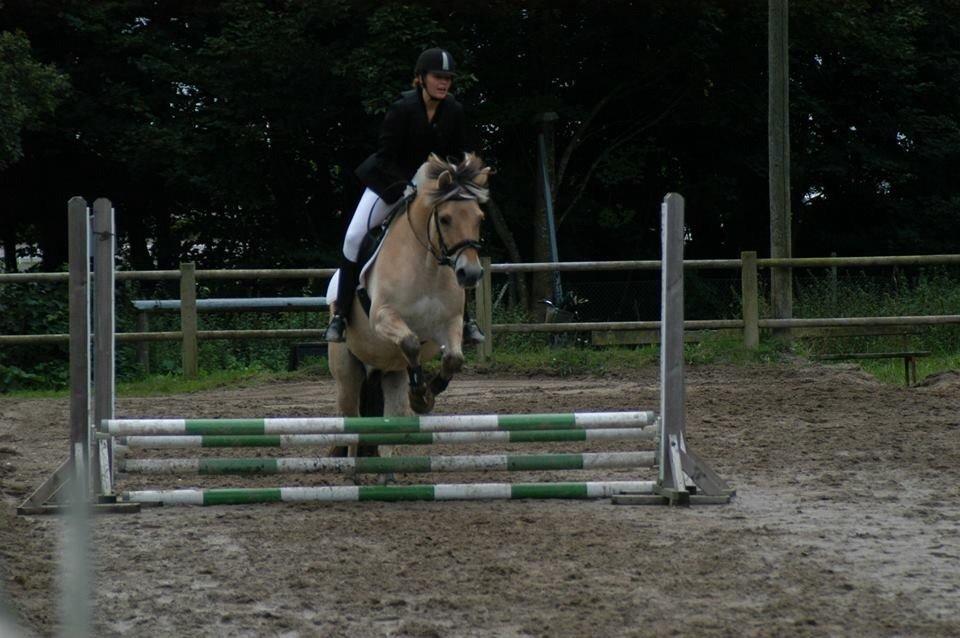 Fjordhest Farmens Elliot billede 8