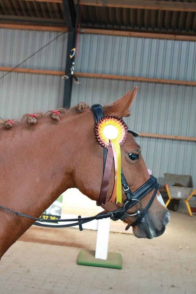 DSP Martini asti billede 17