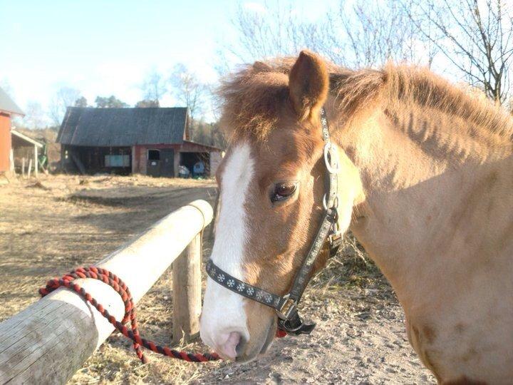 New Forest Beacon Sun <3R.I.P<3 billede 2