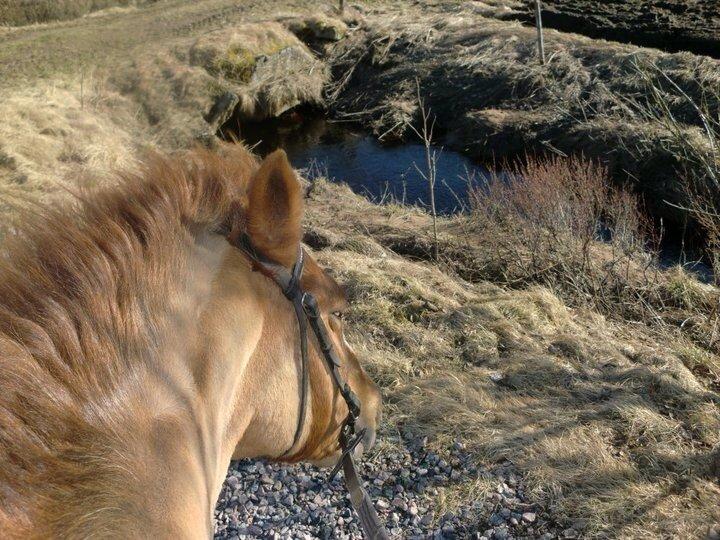 New Forest Beacon Sun <3R.I.P<3 billede 3