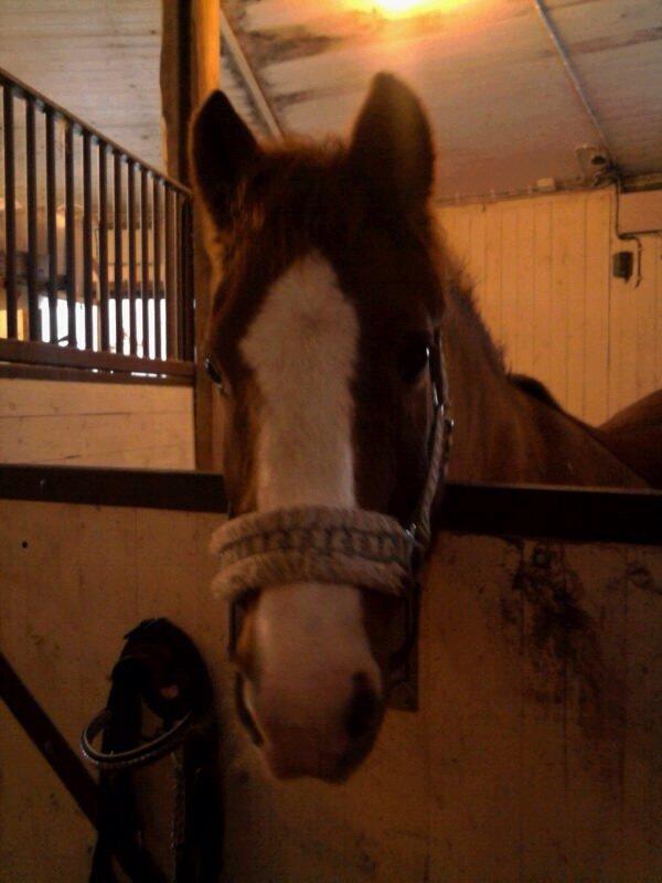 New Forest Beacon Sun <3R.I.P<3 billede 4