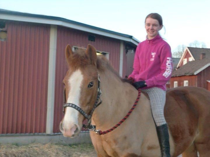 New Forest Beacon Sun <3R.I.P<3 billede 7