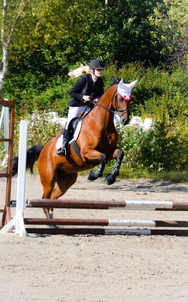 Trakehner  Klosterhedens why not (Notti) <3 billede 18