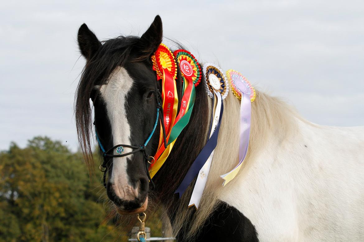 Tinker Tombola - 07-10-2013
Tombola fik lige lov at låne mine 4 ISH/ISP rosetter :0) billede 4