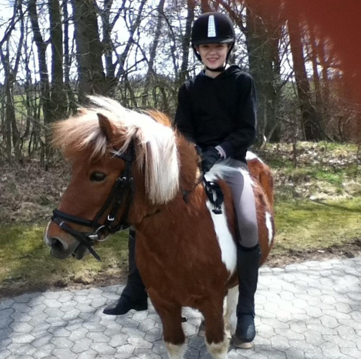 Shetlænder Rita billede 1