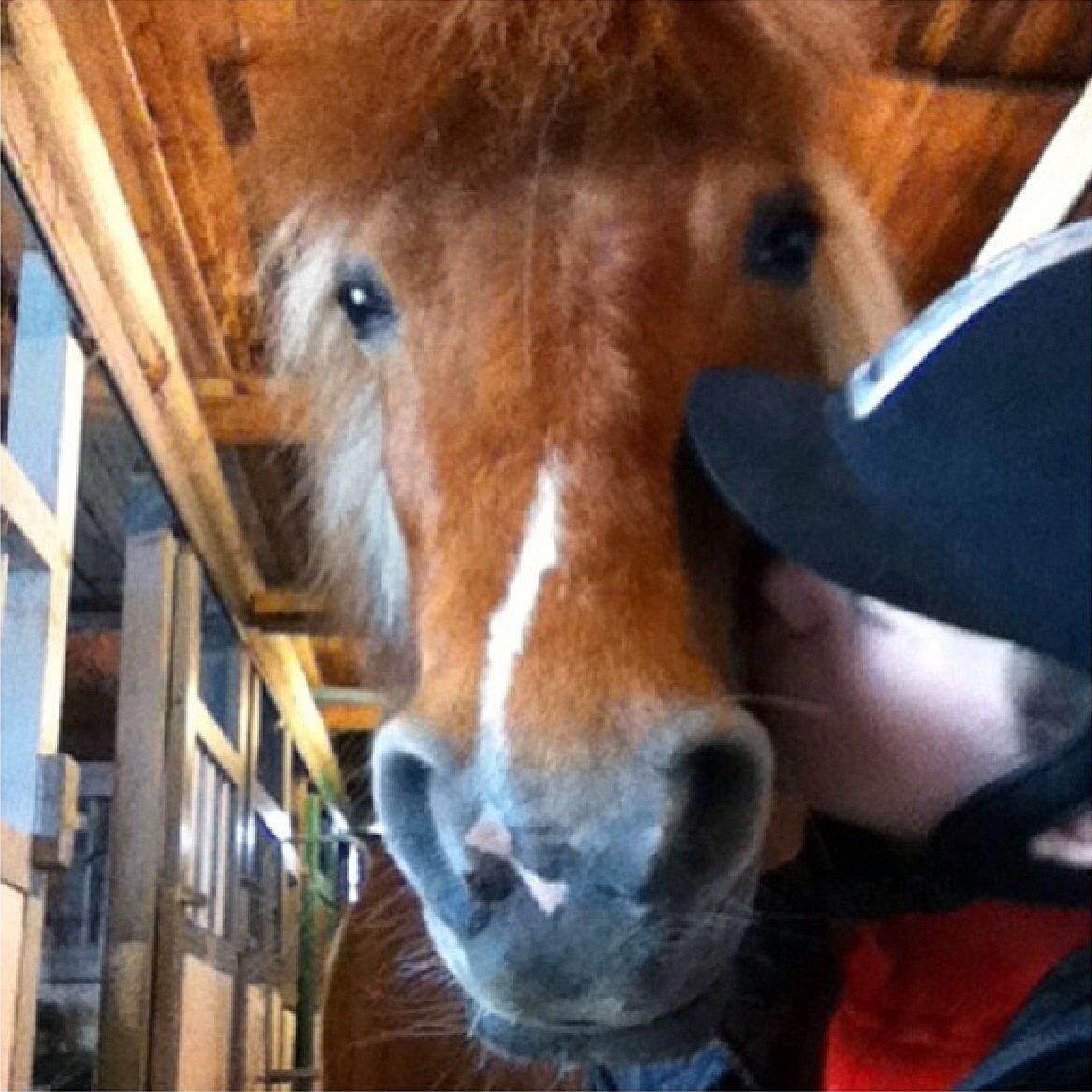 Shetlænder Rita billede 3