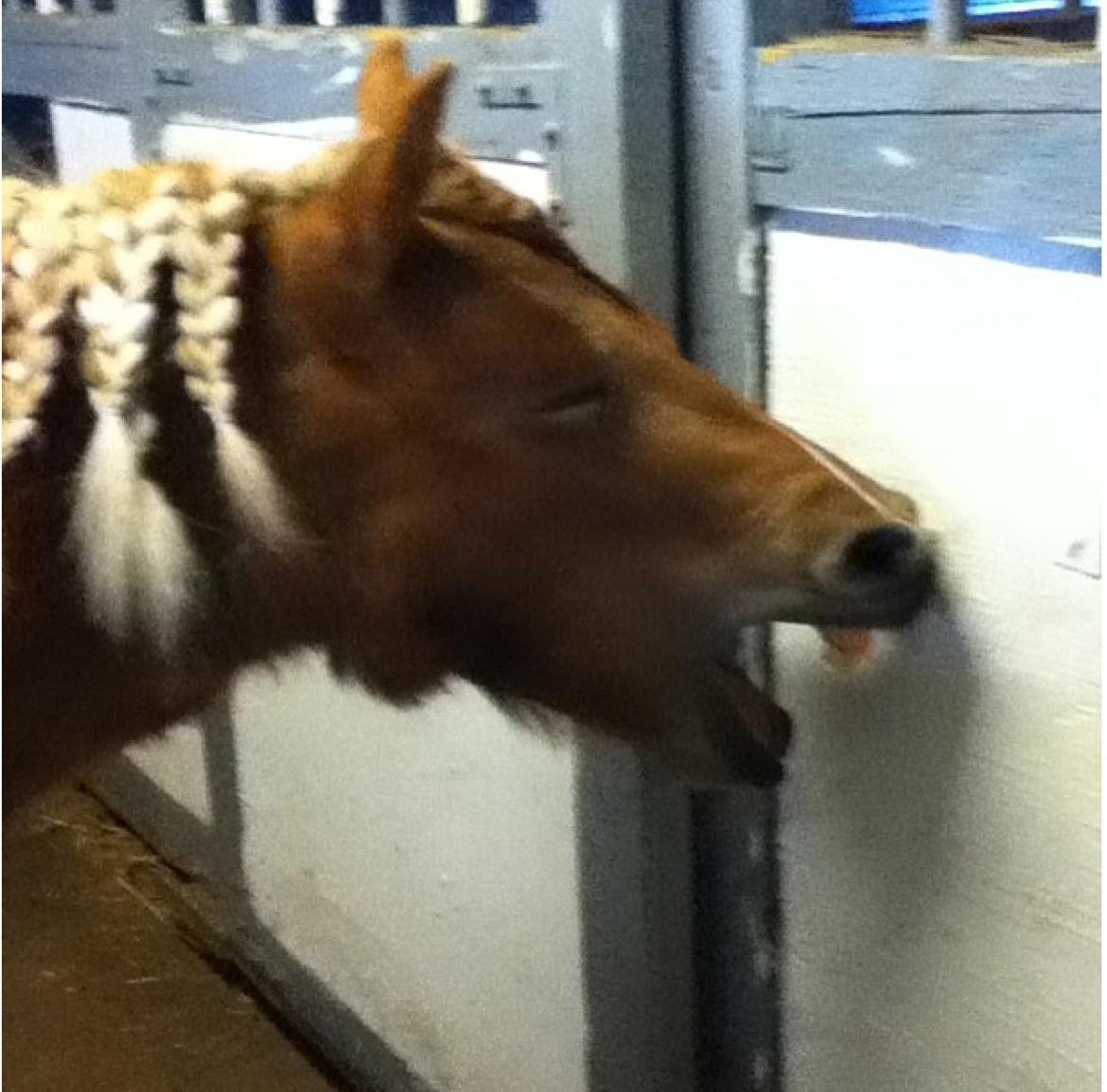 Shetlænder Rita billede 4