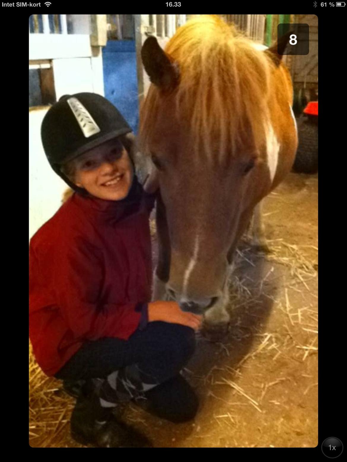 Shetlænder Rita billede 5