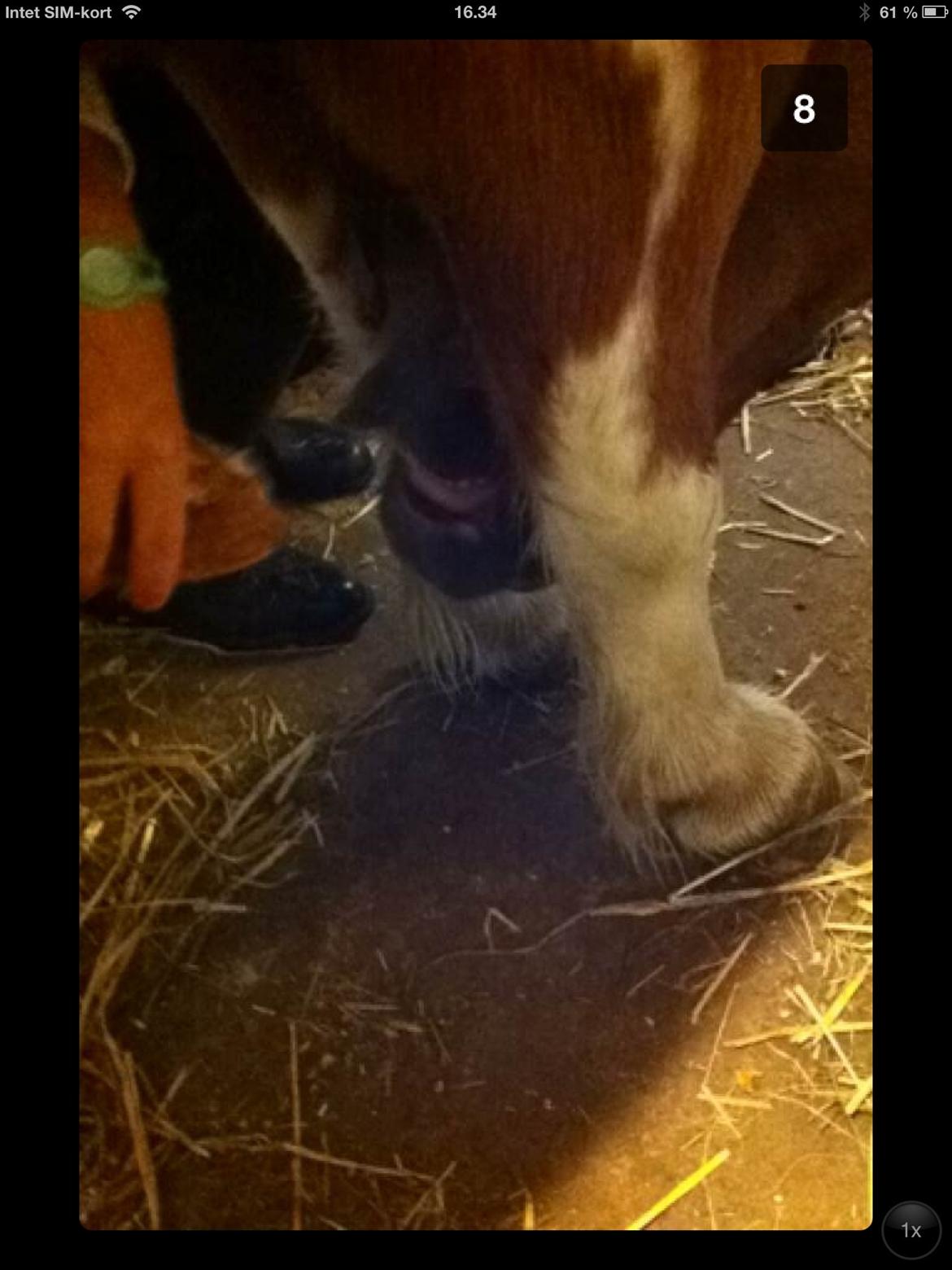 Shetlænder Rita billede 6