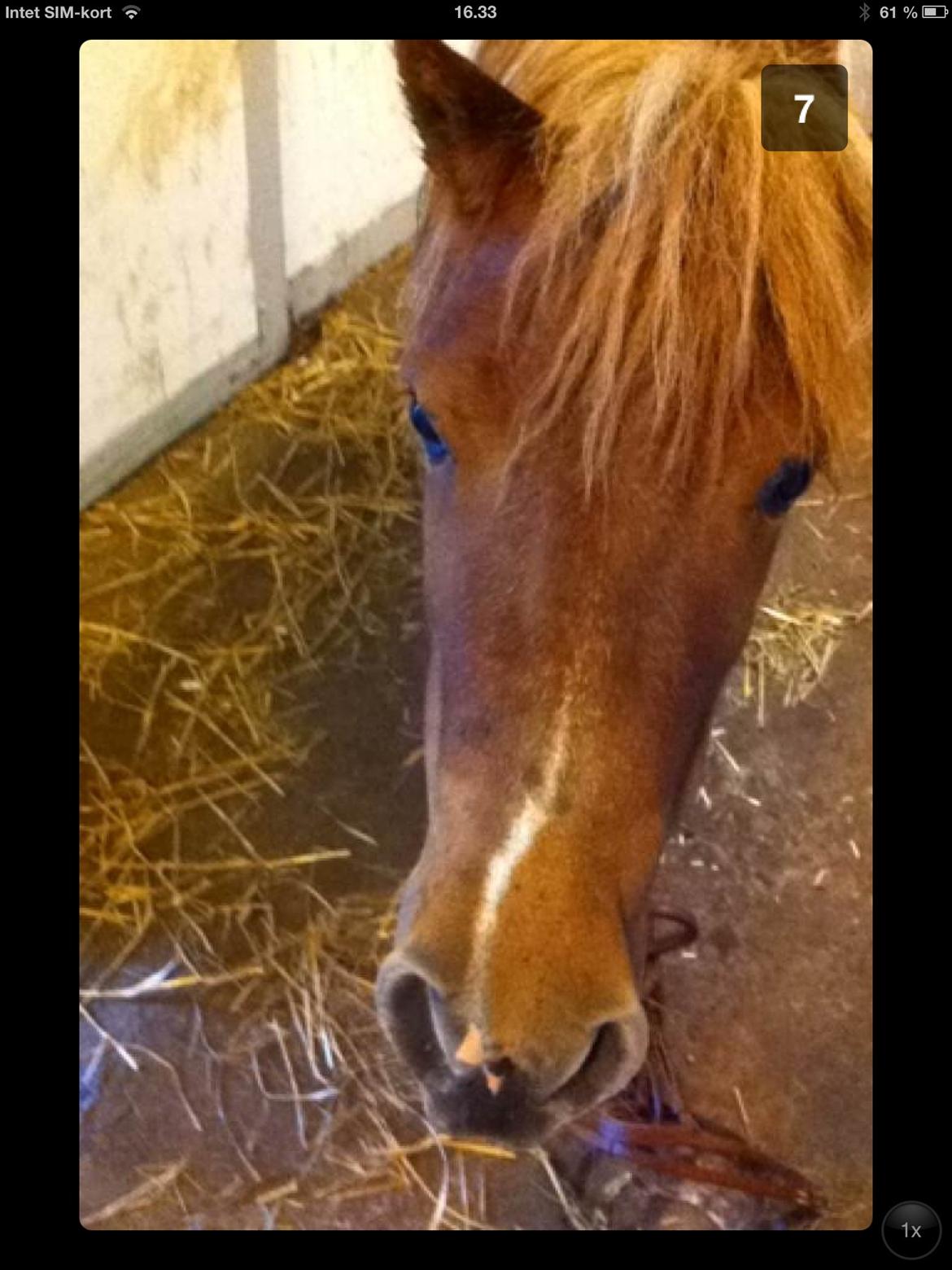 Shetlænder Rita billede 7