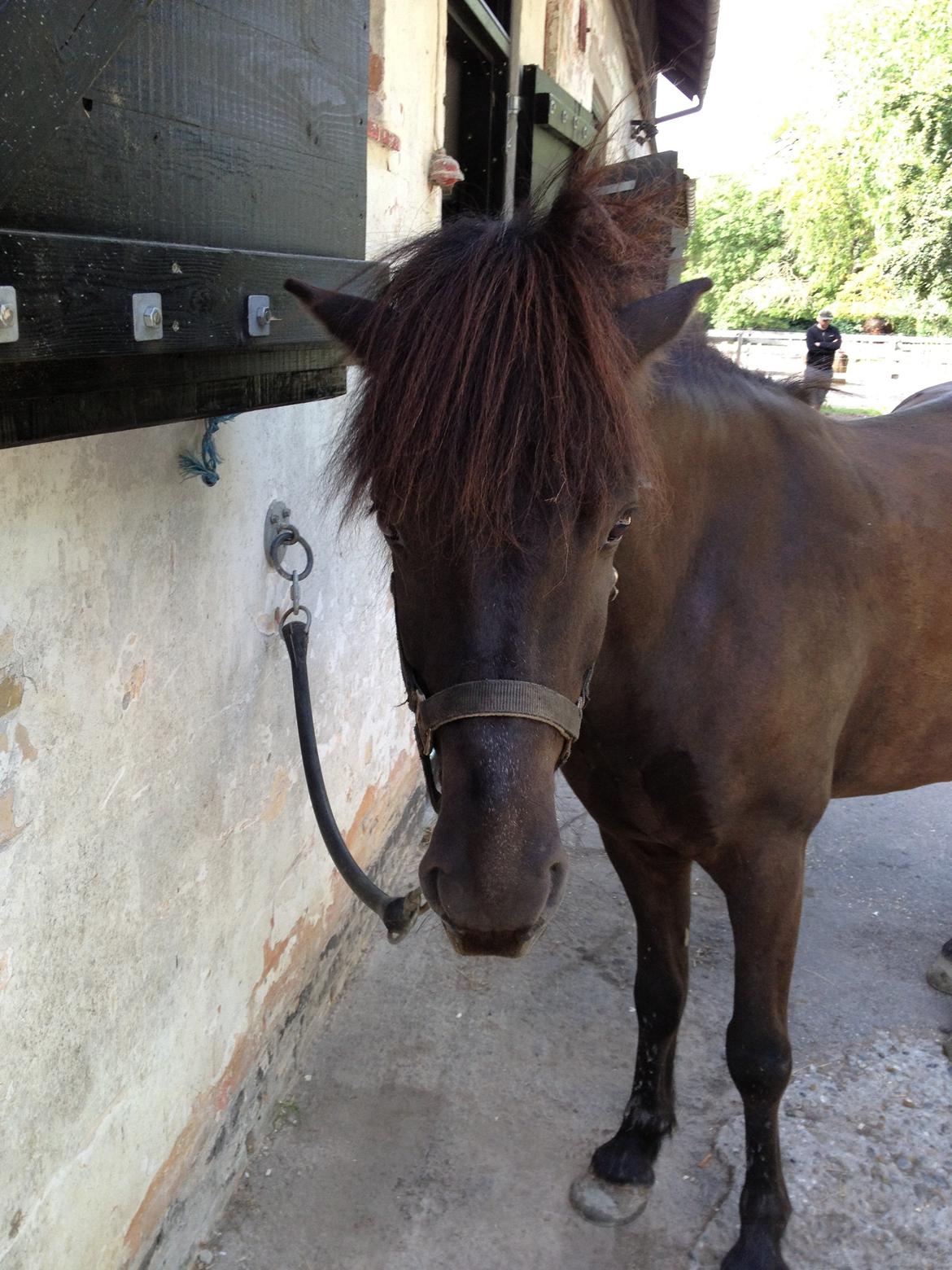 Islænder Hrekkur fra Helgenæs - søde Hrekkur<3 billede 1