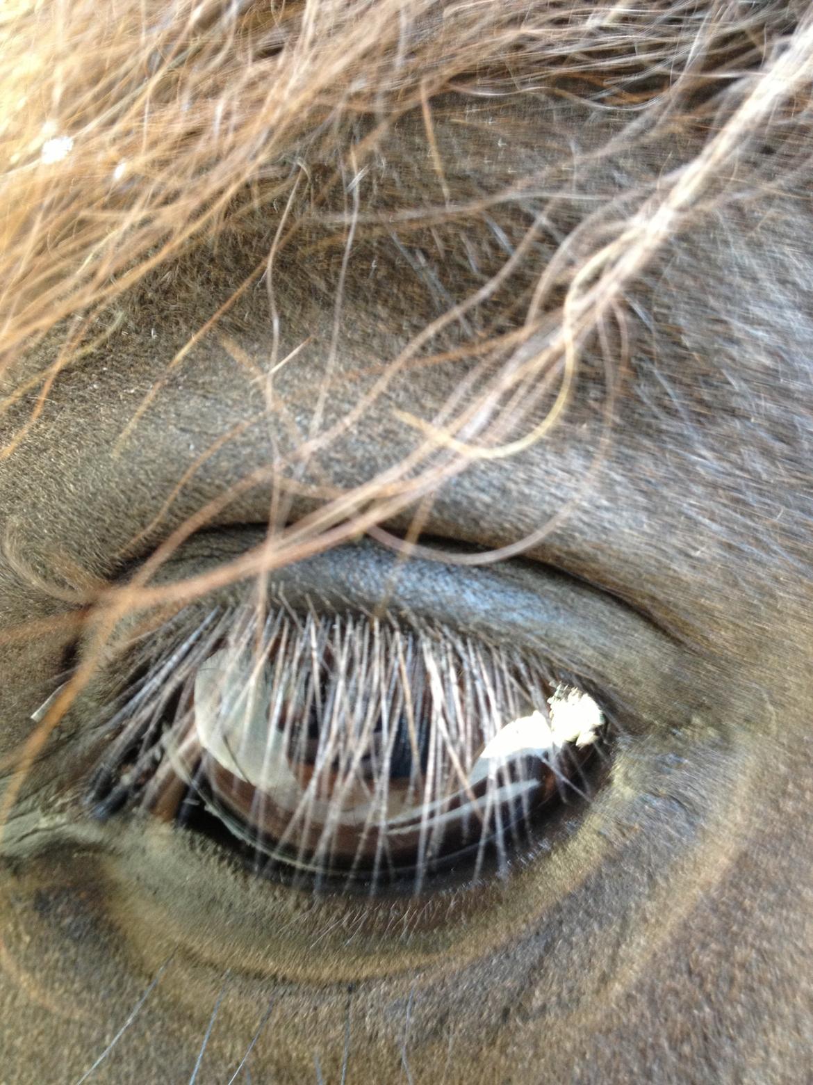 Islænder Hrekkur fra Helgenæs - hehe Hrekkurs øje xD billede 2