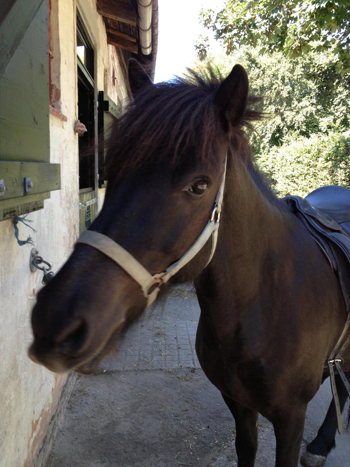 Islænder Hrekkur fra Helgenæs - SKØRE HEST?! <3 billede 3
