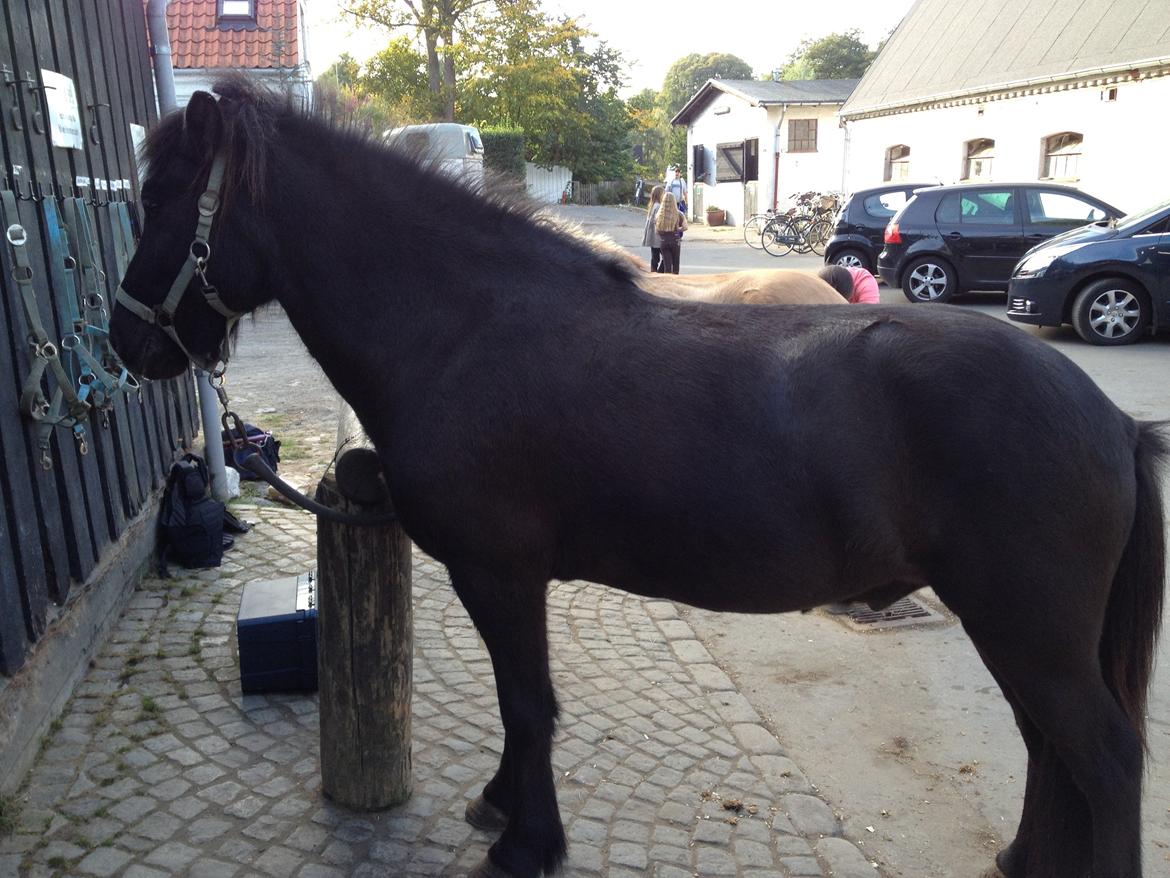 Islænder Hrekkur fra Helgenæs - dejlige Ismule<3<3<3 billede 4