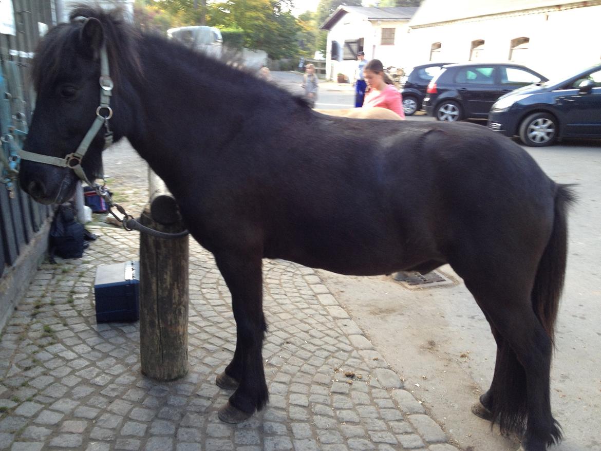 Islænder Hrekkur fra Helgenæs - Så fin<3 billede 5