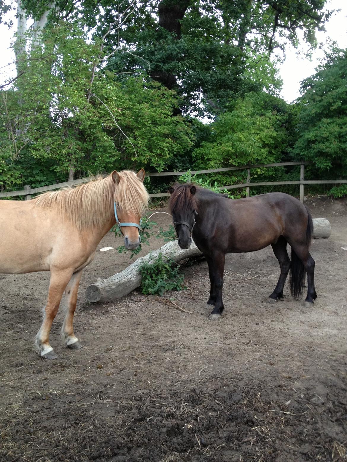 Islænder Hrekkur fra Helgenæs - Hrekkur og hans ven nyder starten af sommerferien<3 dagen efter kom han på sommerfold<3 billede 6