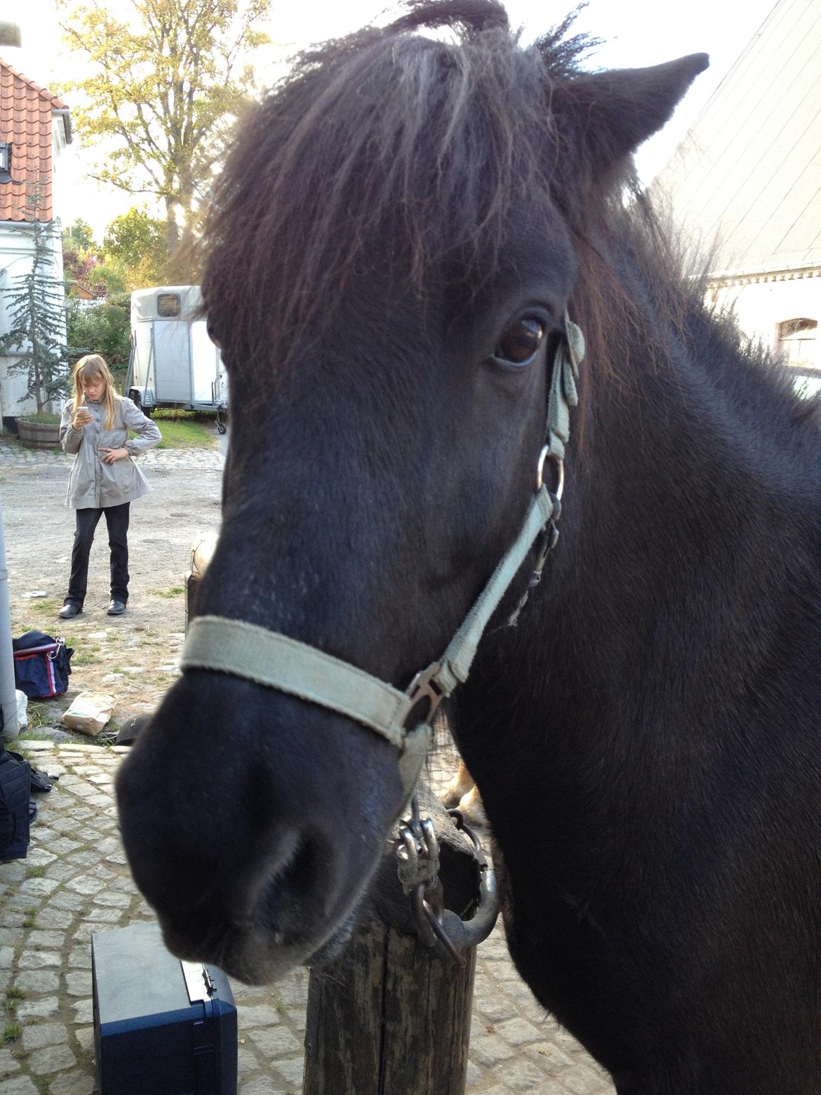 Islænder Hrekkur fra Helgenæs - søde ismule! billede 7