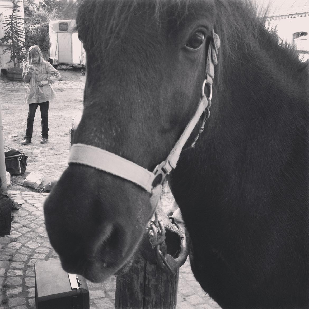 Islænder Hrekkur fra Helgenæs - Du er dig selvom jeg ikke rider dig... men jeg er ikke mig uden dig<3 billede 8