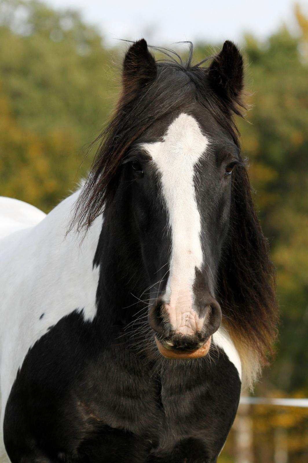 Tinker Tombola - 07-10-2013 billede 22