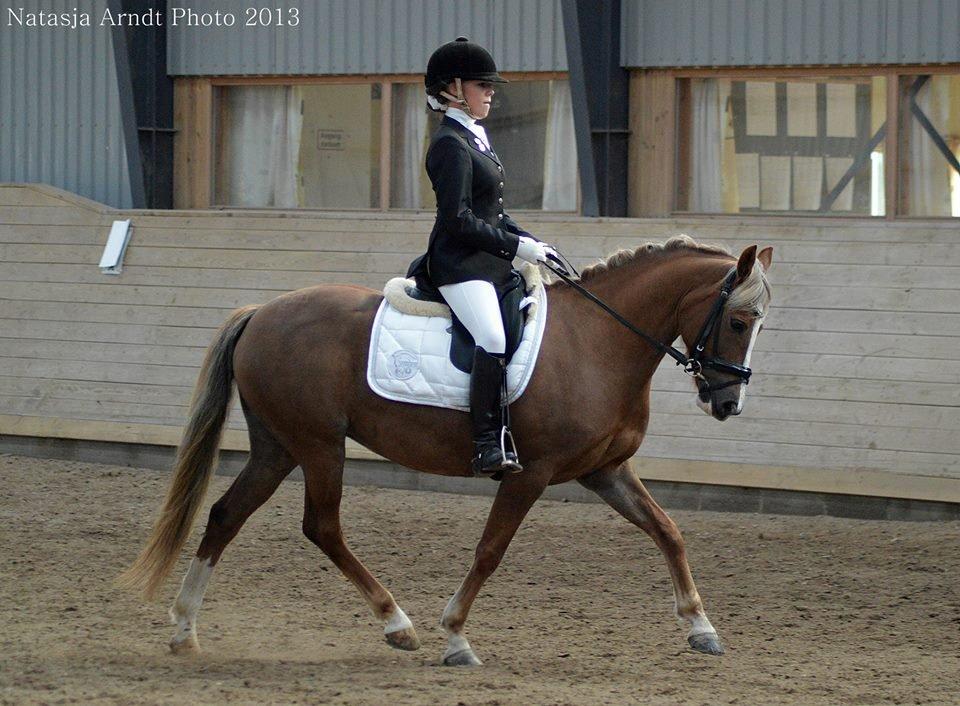 New Forest Firfod Flittiglize - Lb2 bronzemedalje ridning 70% billede 22