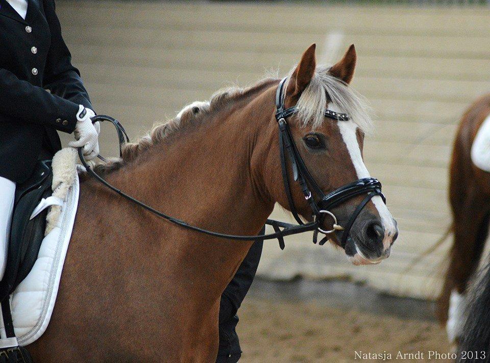 New Forest Firfod Flittiglize billede 23