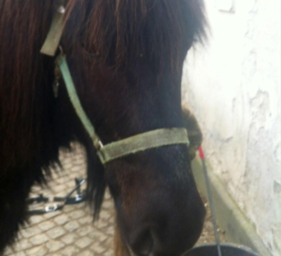 Islænder Hrekkur fra Helgenæs - lige da han ankom i vinters<3 pjusket og sort! billede 9