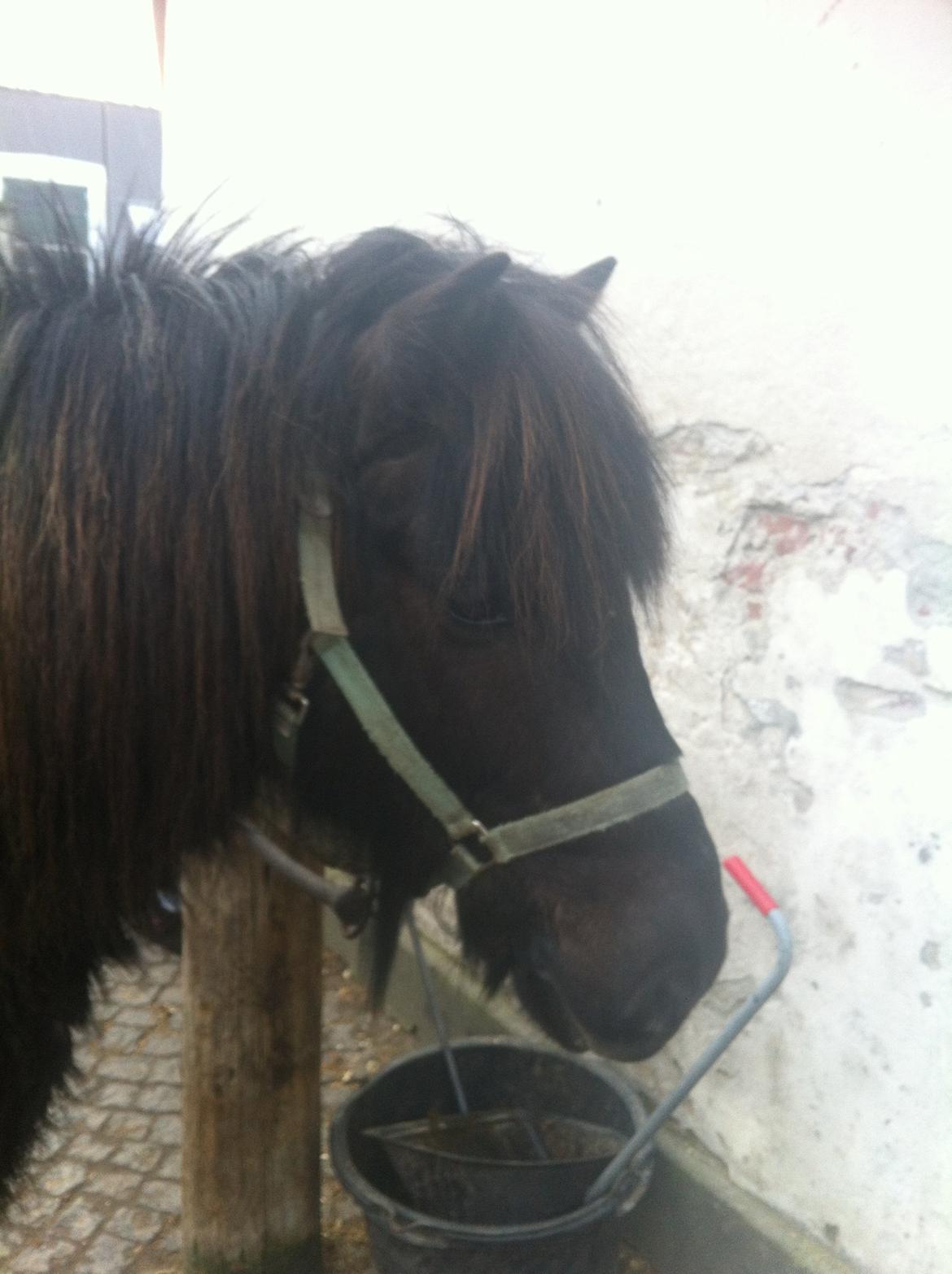 Islænder Hrekkur fra Helgenæs billede 10