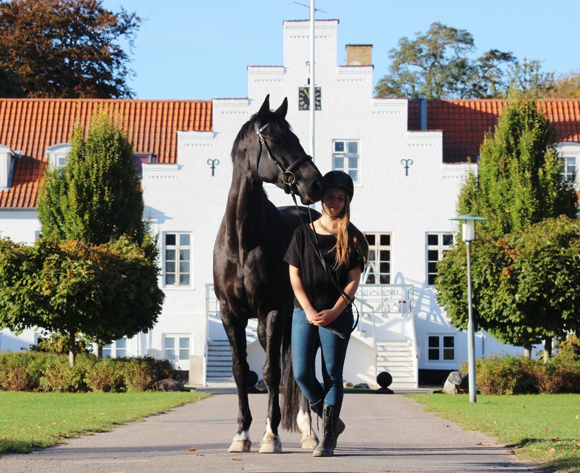Dansk Varmblod Lyrik billede 9