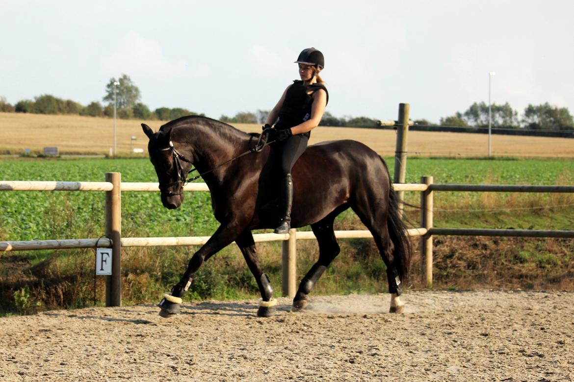 Dansk Varmblod Lyrik billede 16