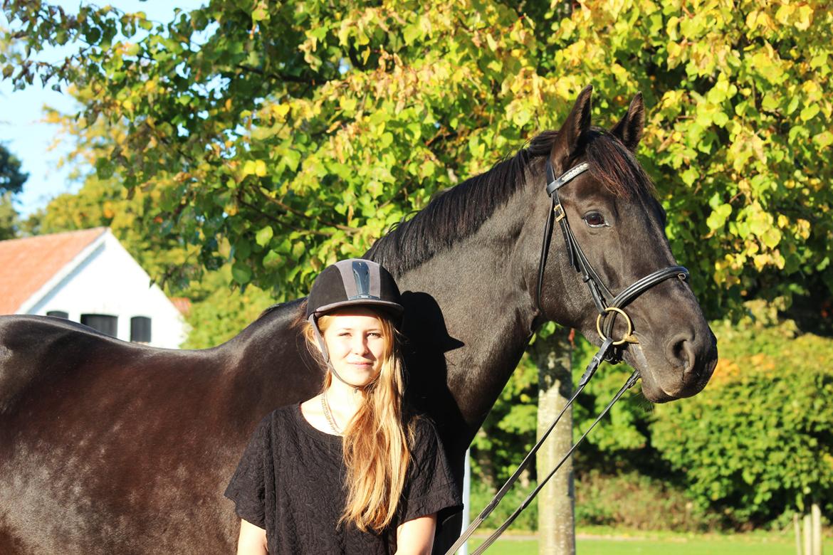 Dansk Varmblod Lyrik billede 13