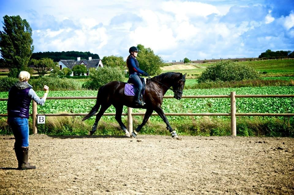 Dansk Varmblod Lyrik billede 14