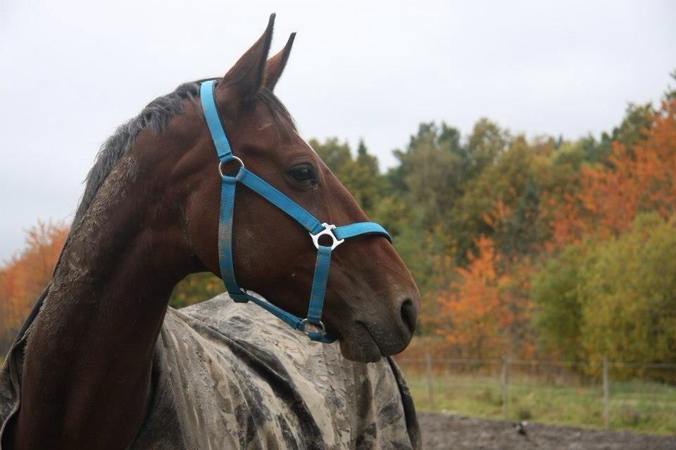 Trakehner  Klosterhedens why not (Notti) <3 billede 19