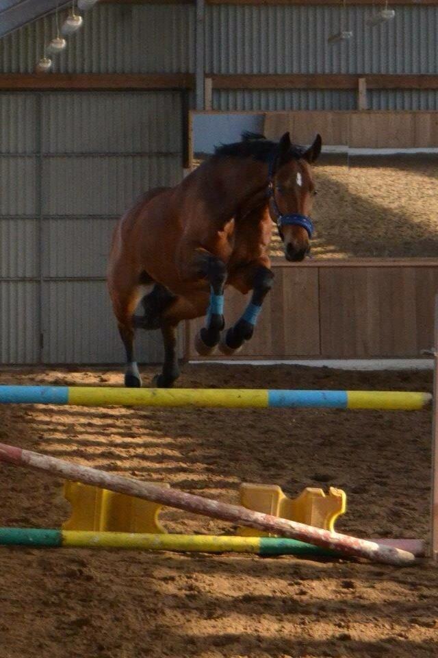 Trakehner  Klosterhedens why not (Notti) <3 billede 20