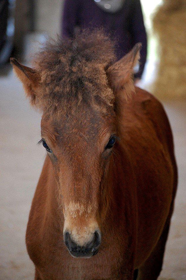 Islænder Djass fra Østervang - Djass til følskue billede 4