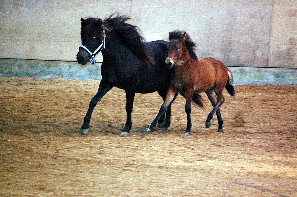 Islænder Djass fra Østervang - Djass og hans mor til følskue billede 13