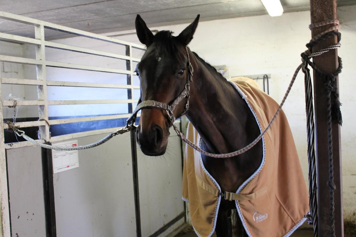 Dansk Varmblod Poppelgaardens Penelope - Min lille mus <333 billede 19