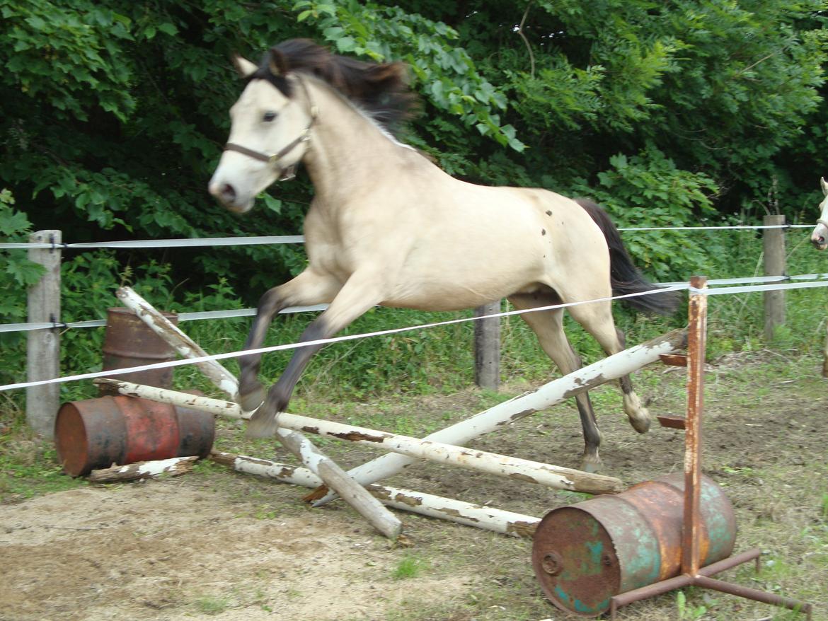 Welsh Pony (sec B) Wayn -tidligere tilridningshest - elsker løsspringning! billede 7