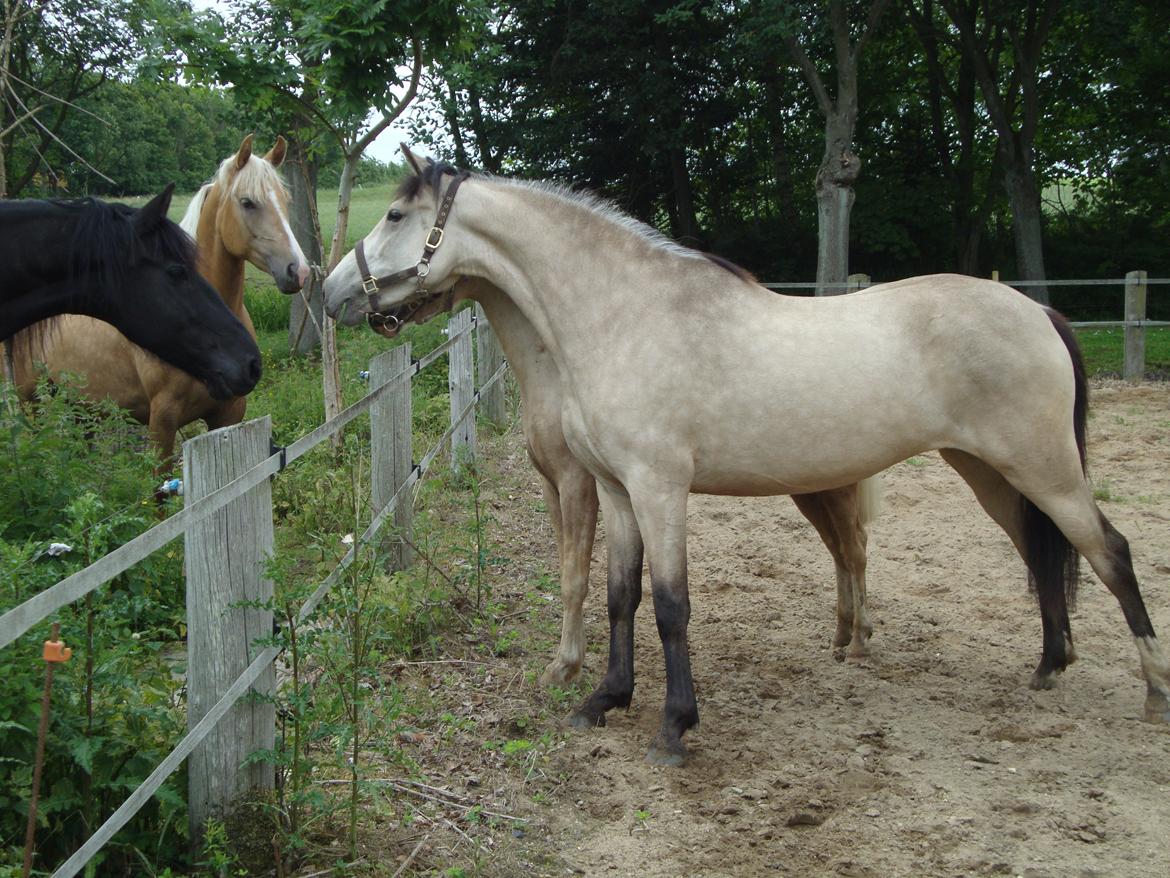 Welsh Pony (sec B) Wayn -tidligere tilridningshest - uha sådan nogle friesere er lækre!  billede 8