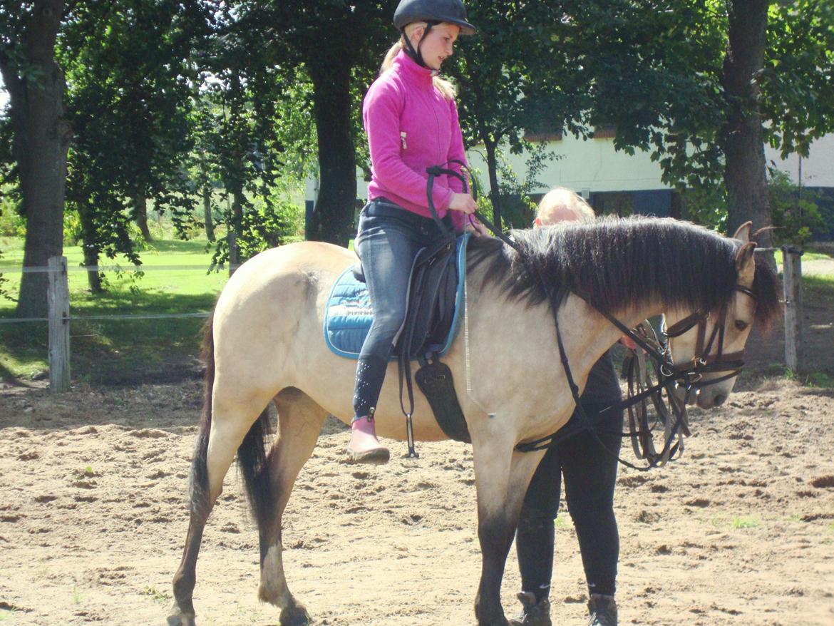 Welsh Pony (sec B) Wayn -tidligere tilridningshest - jeg fik æren af at være den første rytter på ryggen af hende, da jeg selv har tilredet hende sammen med Pia :) billede 9