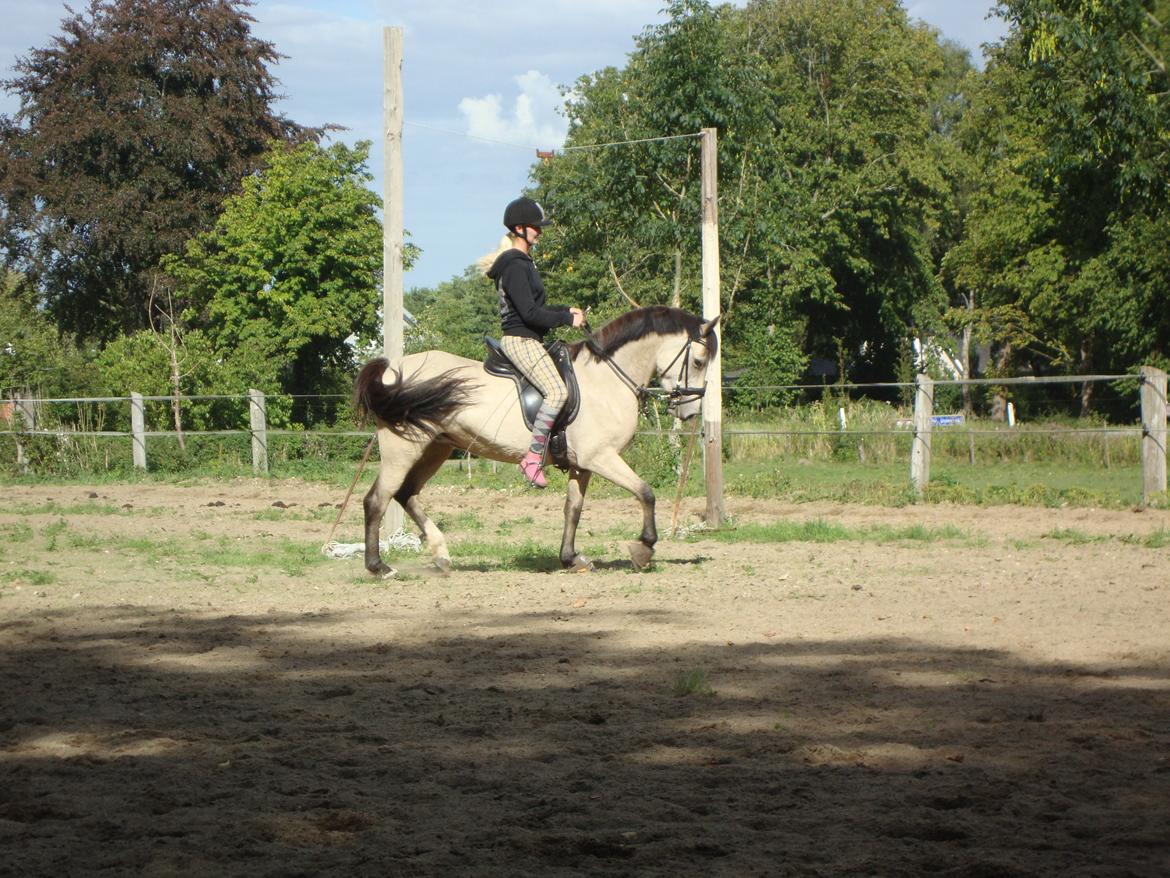 Welsh Pony (sec B) Wayn -tidligere tilridningshest - Det færdige resultat efter hun har været redet i 2 måneder ialt billede 10