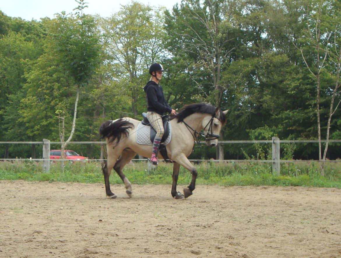 Welsh Pony (sec B) Wayn -tidligere tilridningshest - hun er blevet så dygtig! billede 11