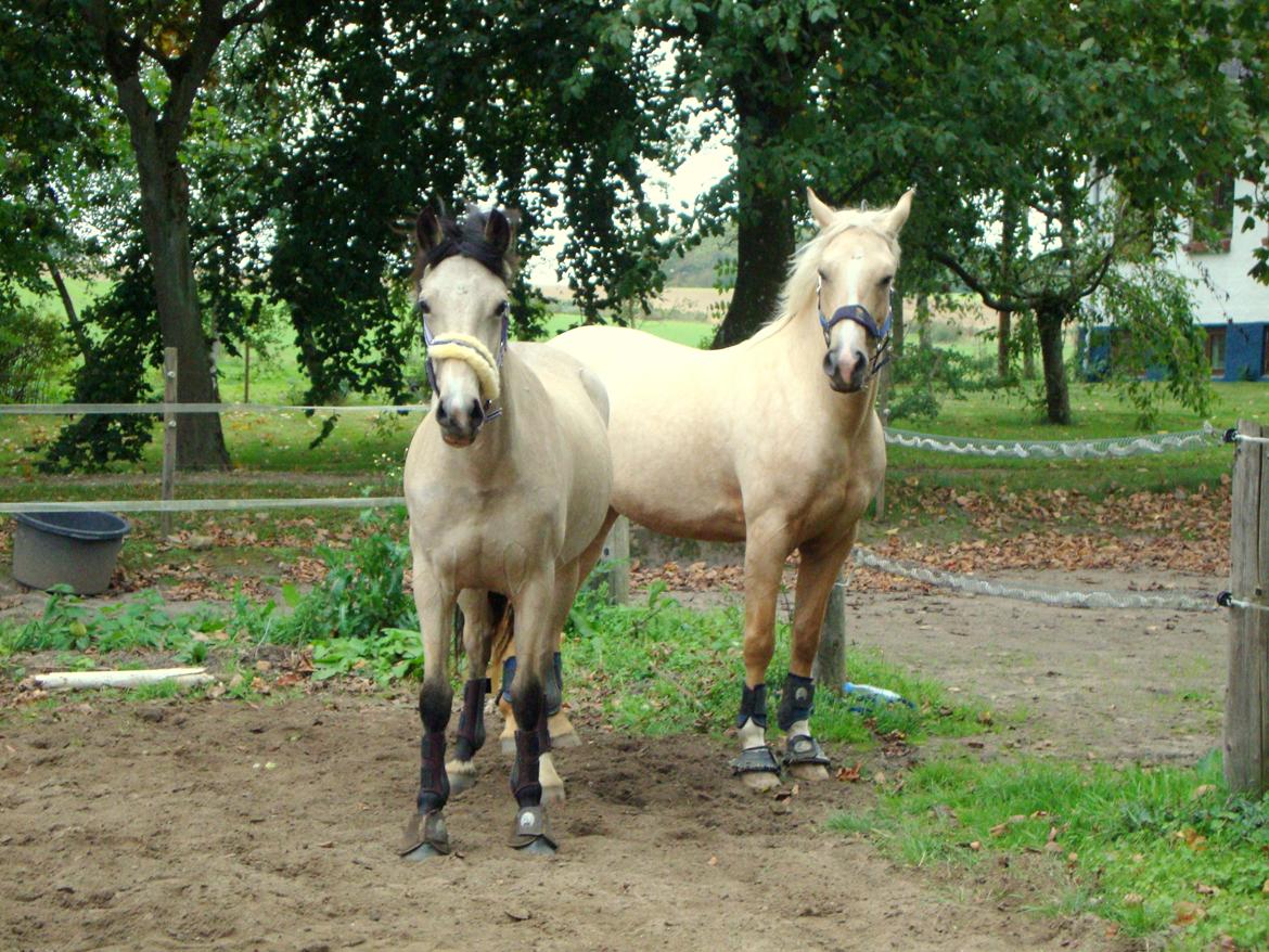 Welsh Pony (sec B) Wayn -tidligere tilridningshest - løsspringning med bedsteveninden, Nysse <3 billede 12