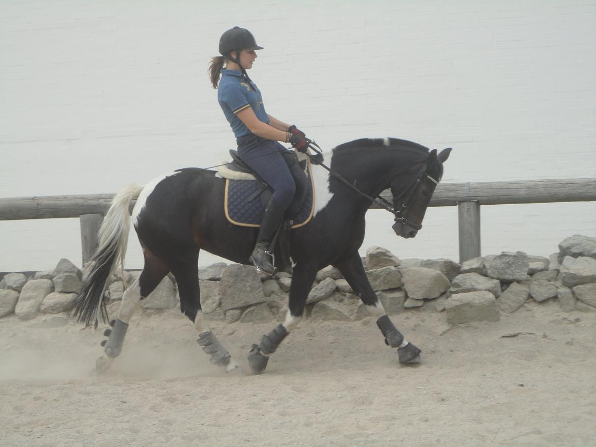 Anden særlig race Lundsbjergårds Indi billede 17