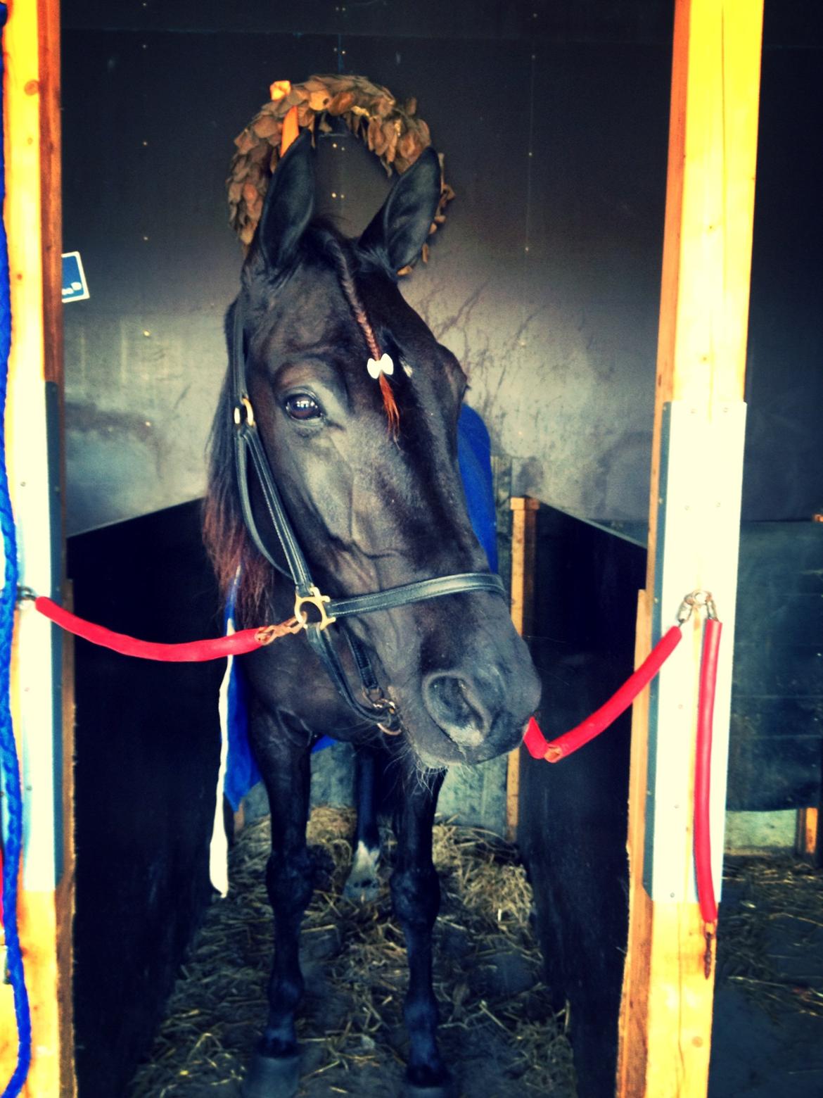 Traver Silas billede 6