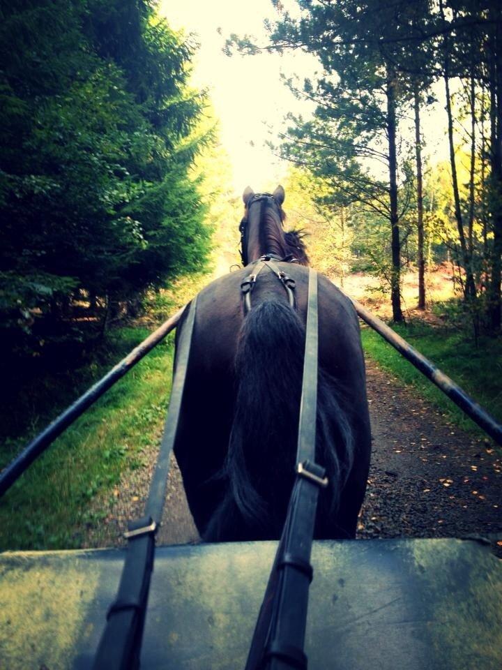 Traver Silas billede 12